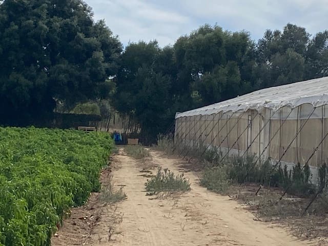 Grunde uden byggetilladelser til salg i Barbate - € 300.000 (Ref: 9262509)