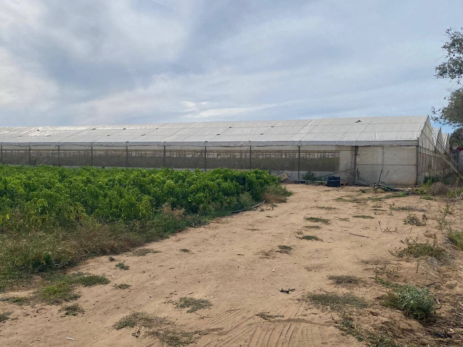 Rakentamaton maa myytävänä paikassa Barbate - 300 000 € (Ref: 9262509)