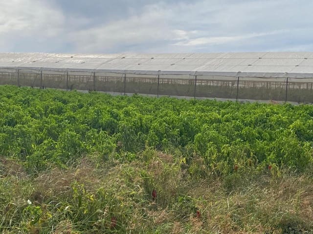 Grunde uden byggetilladelser til salg i Barbate - € 300.000 (Ref: 9262509)