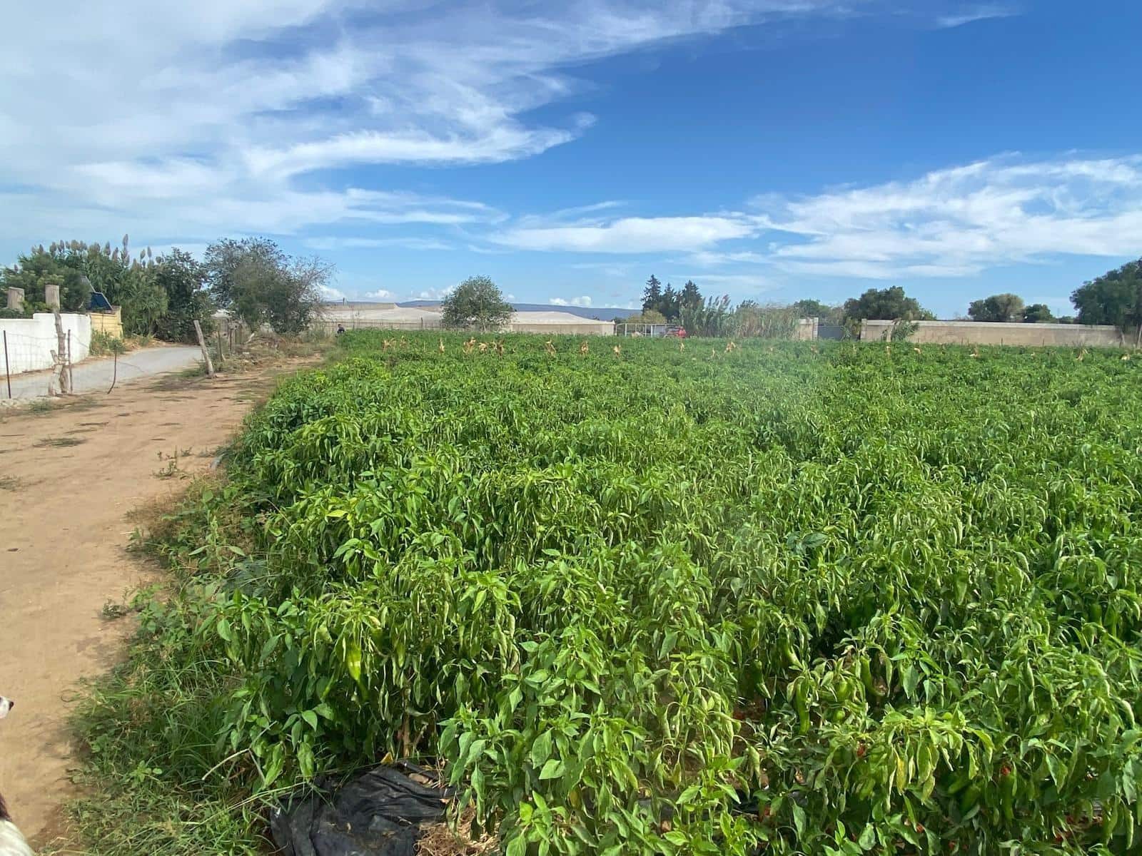 Rakentamaton maa myytävänä paikassa Barbate - 300 000 € (Ref: 9262509)