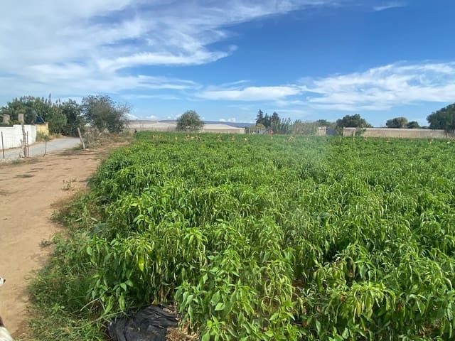 Grunde uden byggetilladelser til salg i Barbate - € 300.000 (Ref: 9262509)