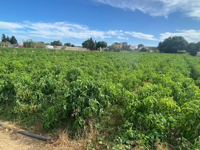 Grunde uden byggetilladelser til salg i Barbate - € 300.000 (Ref: 9262509)