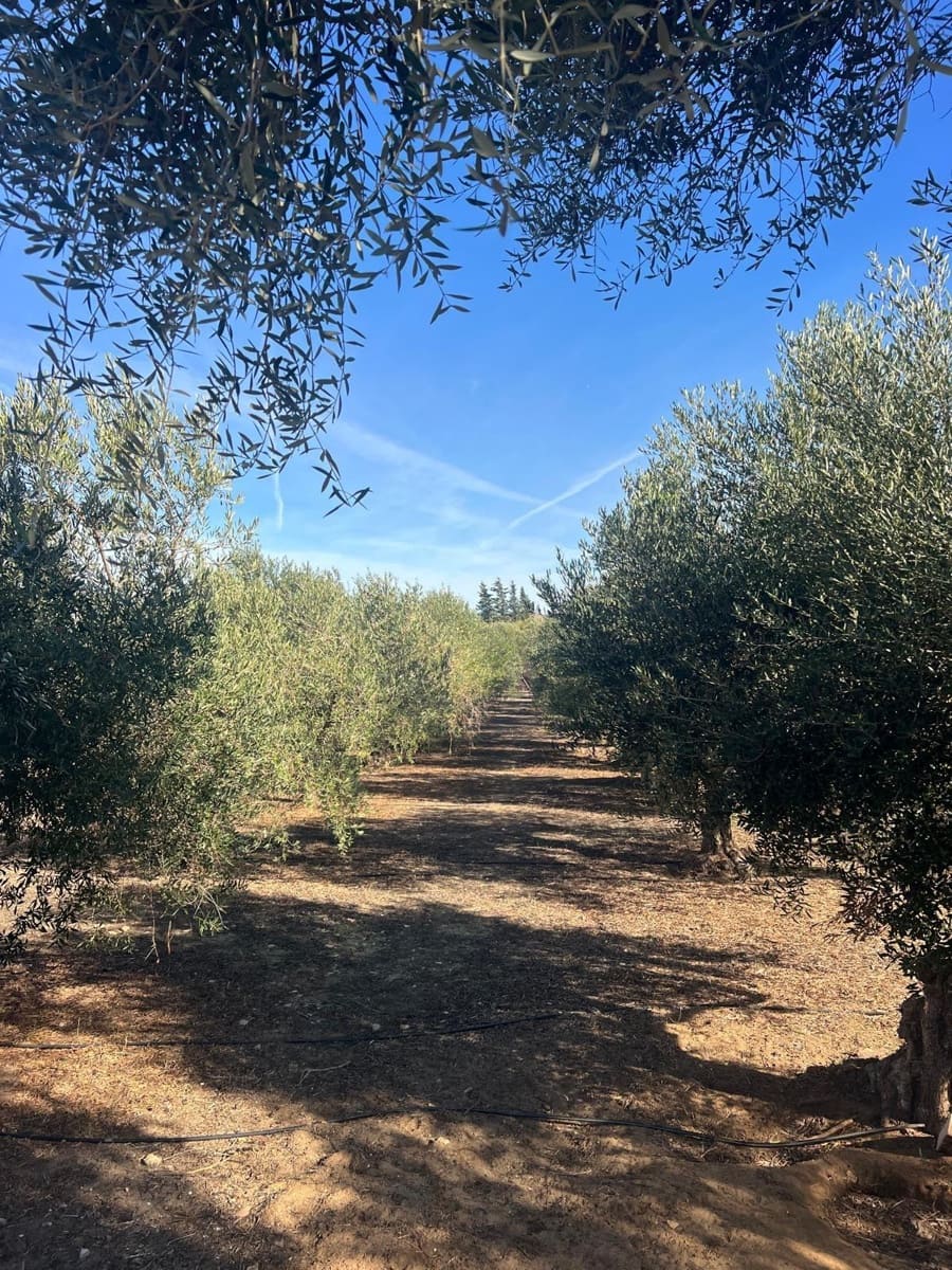 3 bedroom Finca/Country House for sale in Medina-Sidonia with garage - € 270,000 (Ref: 9390674)