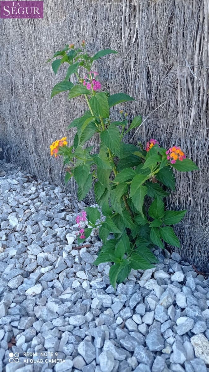 6 quarto Casa de Madeira para venda em El Palmar com garagem - 362 000 € (Ref: 9508815)