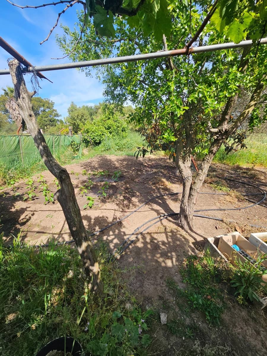 3 sypialnia Finka/Dom wiejski na sprzedaż w Vejer de la Frontera - 220 000 € (Ref: 9849297)
