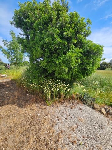 3 chambre Finca/Maison de Campagne à vendre à Vejer de la Frontera - 220 000 € (Ref: 9849297)