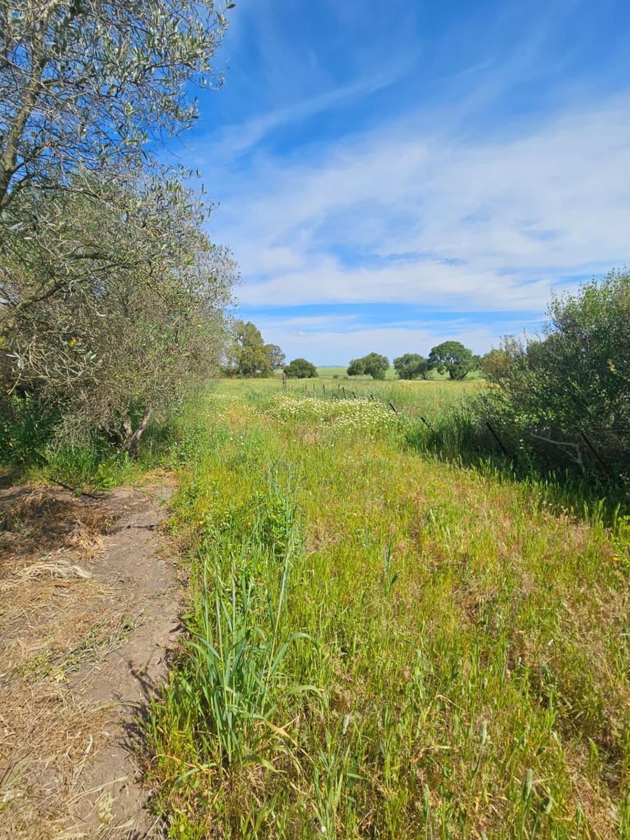 3 sypialnia Finka/Dom wiejski na sprzedaż w Vejer de la Frontera - 220 000 € (Ref: 9849297)