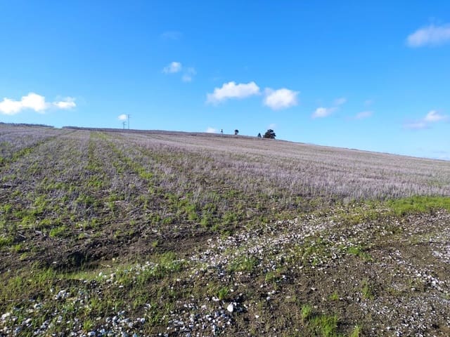 Ubebygd land til salgs i Medina-Sidonia - € 185 000 (Ref: 9927351)