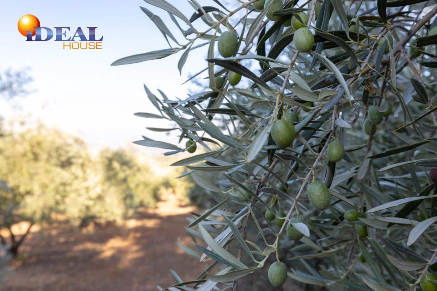 2 bedroom Finca/Country House for sale in Cogollos Vega with pool - € 139,900 (Ref: 9433682)