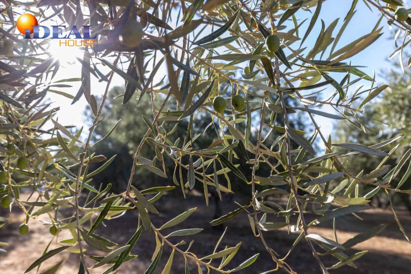 2 bedroom Finca/Country House for sale in Cogollos Vega with pool - € 139,900 (Ref: 9433682)