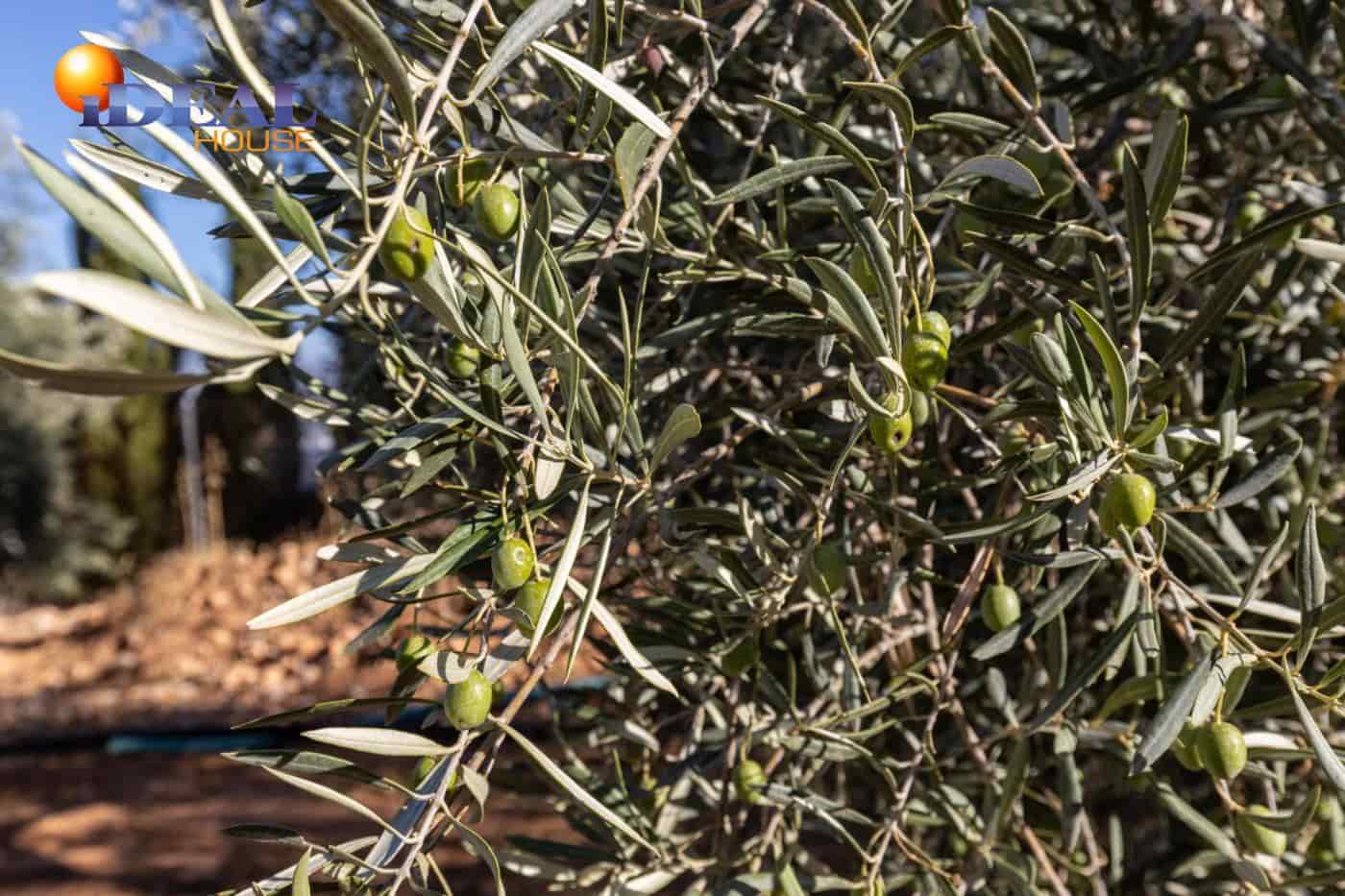 2 bedroom Finca/Country House for sale in Cogollos Vega with pool - € 139,900 (Ref: 9433682)