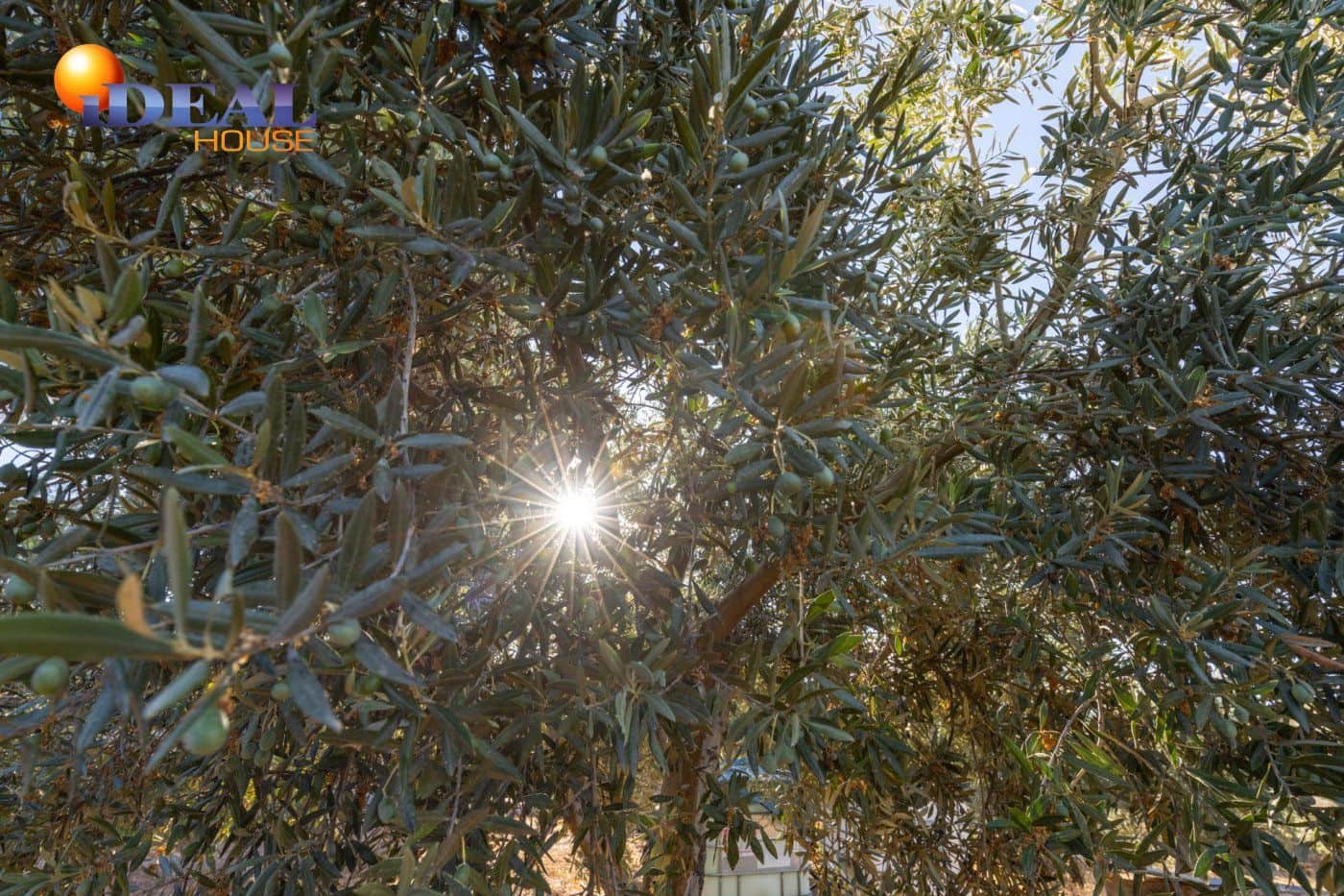 2 bedroom Finca/Country House for sale in Cogollos Vega with pool - € 139,900 (Ref: 9433682)