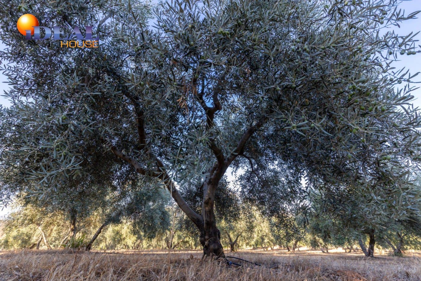 2 bedroom Finca/Country House for sale in Cogollos Vega with pool - € 139,900 (Ref: 9433682)