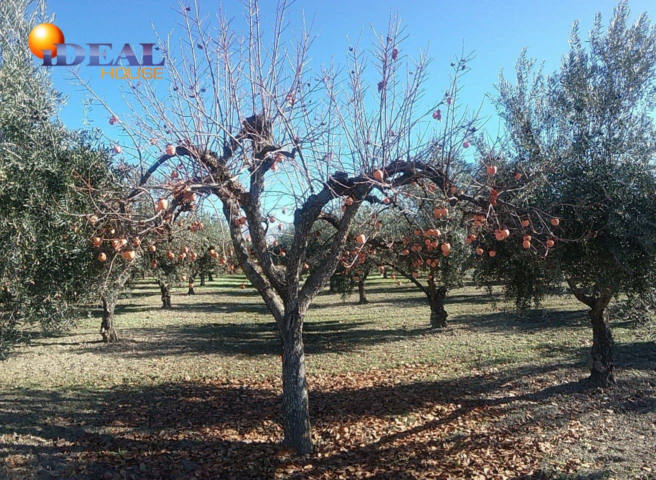 Finca/Casa Rural en La Zubia en venta - 78.000 € (Ref: 9433703)