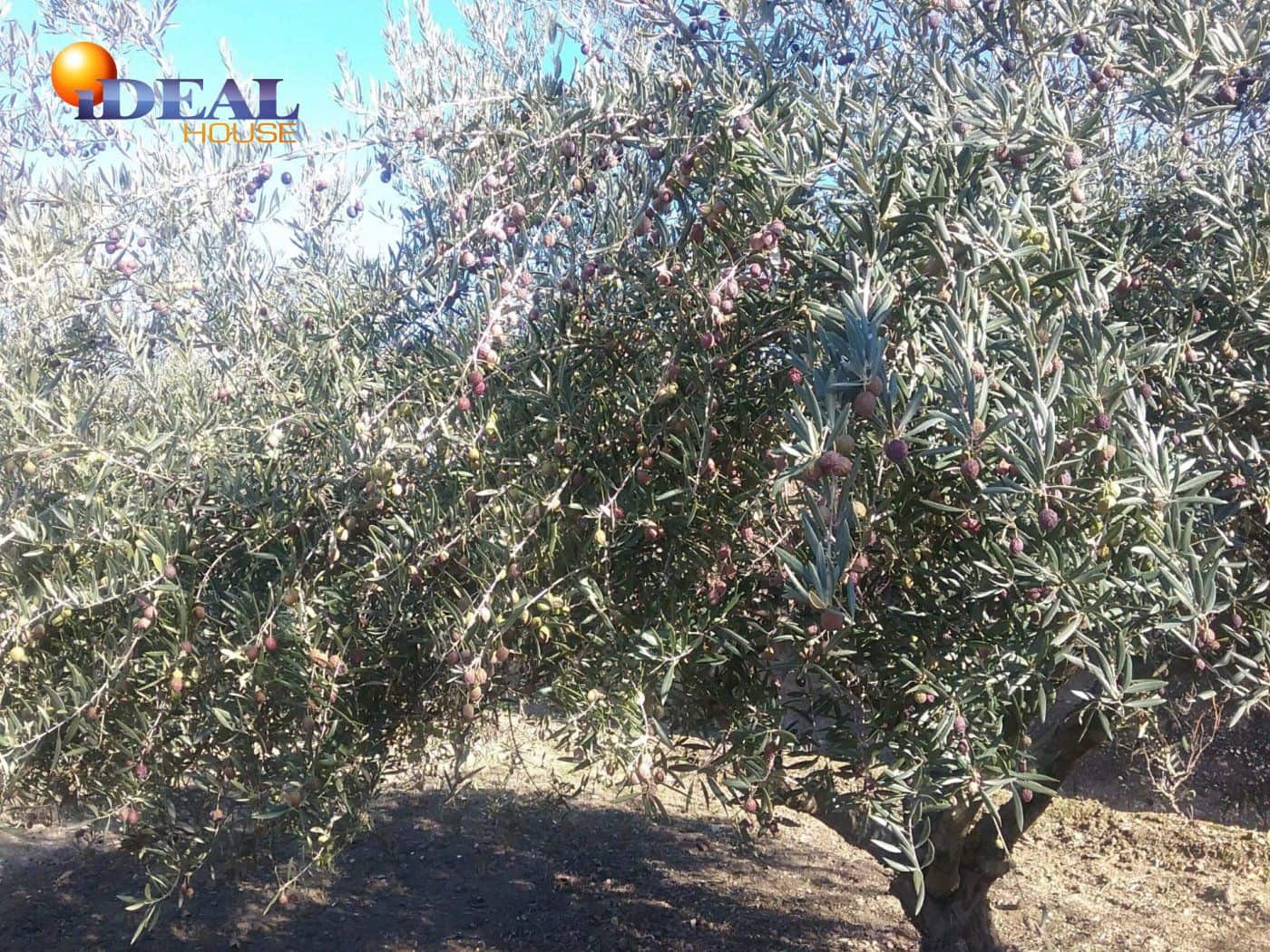 Finca/Casa Rural en La Zubia en venta - 78.000 € (Ref: 9433703)