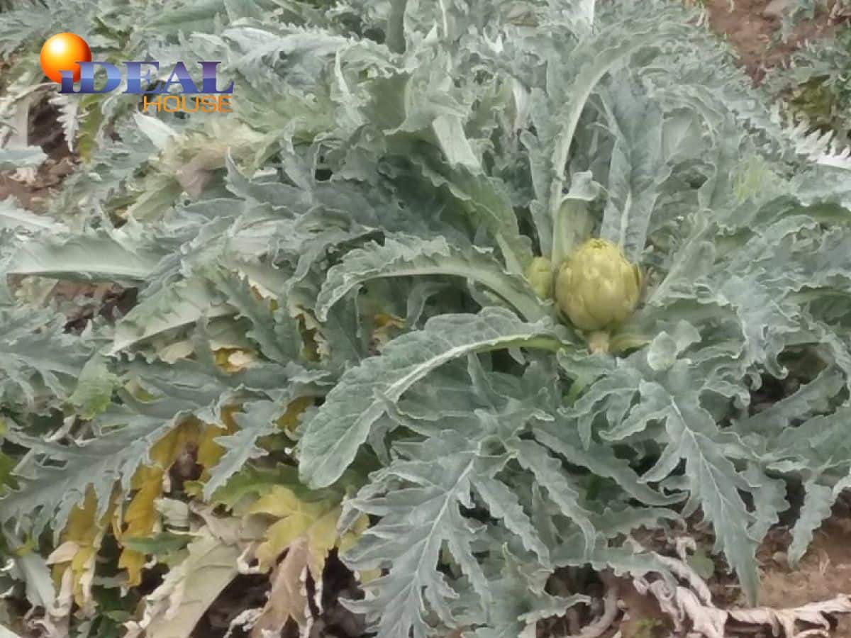 Finca/Landgut zu verkaufen in Granada Stadt - 53.000 € (Ref: 9433721)