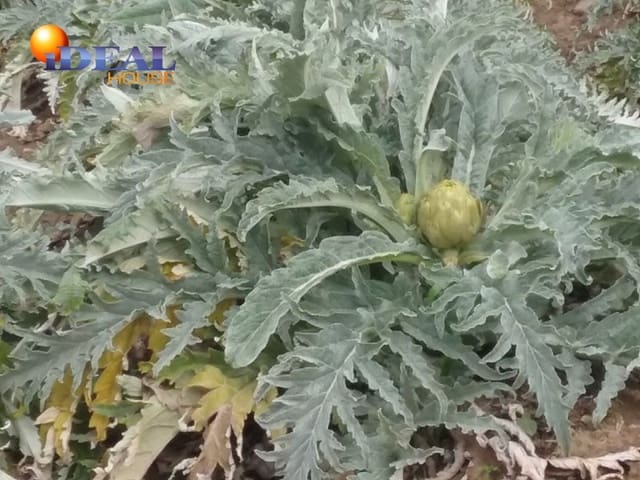 Finca/Landgut zu verkaufen in Granada Stadt - 53.000 € (Ref: 9433721)