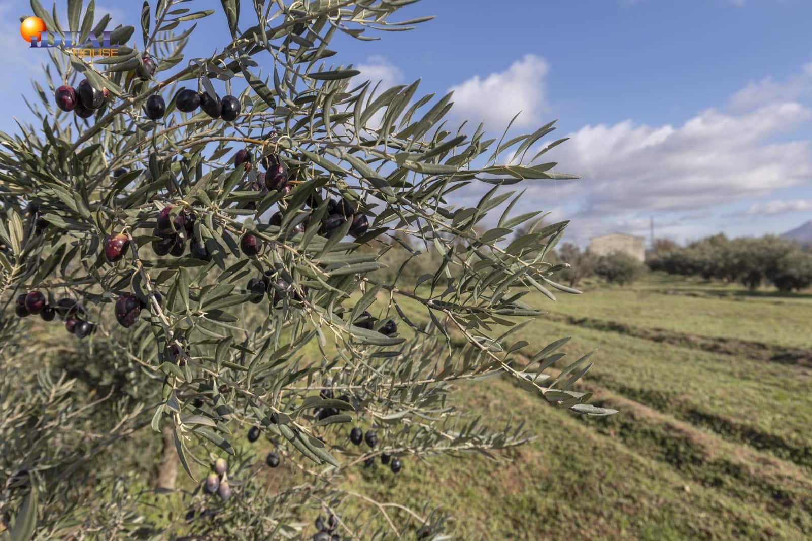 Business for sale in Albolote - € 155,000 (Ref: 9433904)