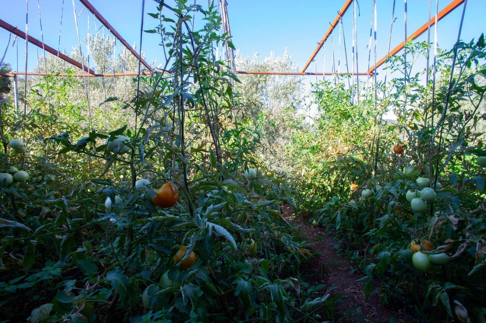 8 bedroom Finca/Country House for sale in Beas de Segura - € 345,000 (Ref: 9434203)