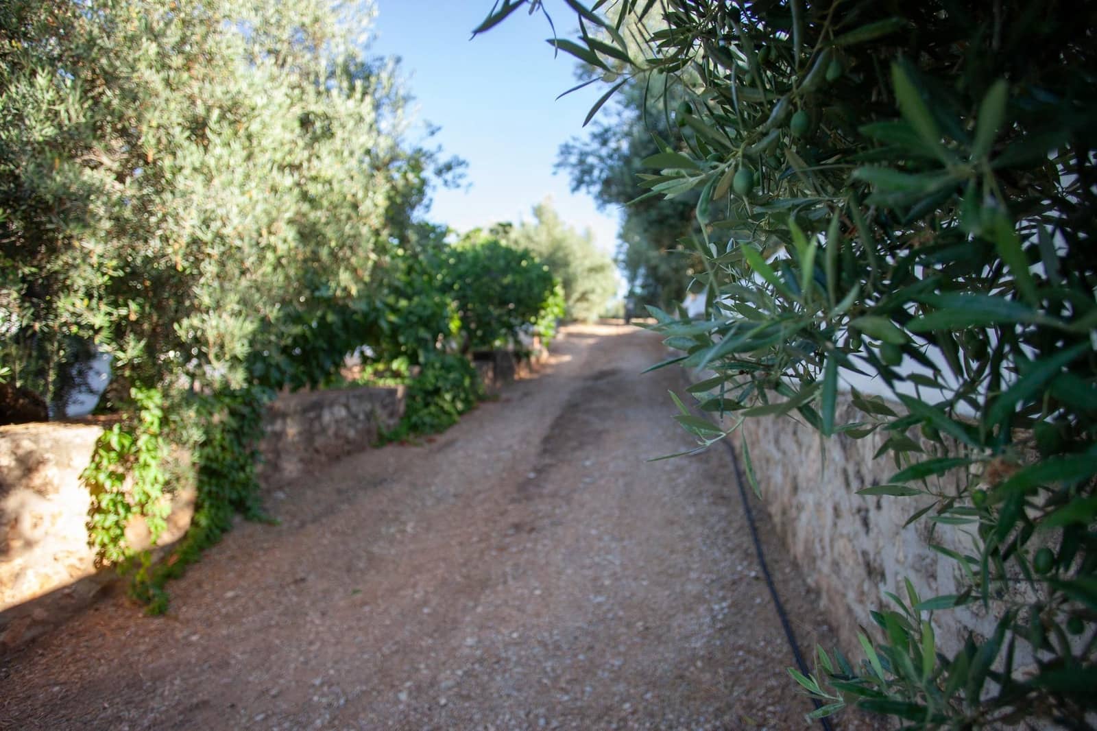 8 bedroom Finca/Country House for sale in Beas de Segura - € 345,000 (Ref: 9434203)