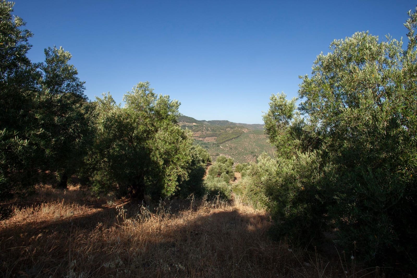 8 bedroom Finca/Country House for sale in Beas de Segura - € 345,000 (Ref: 9434203)