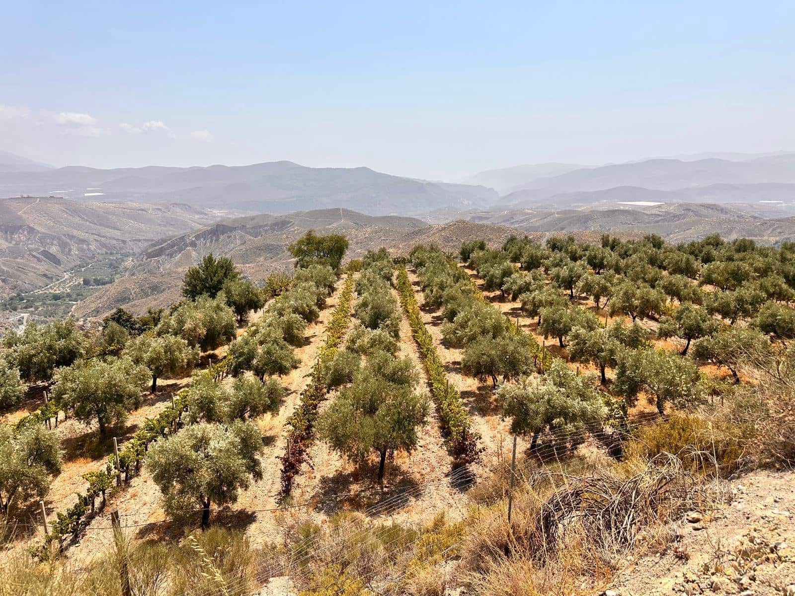 6 sovrum Företag till salu i Granada stad - 1 550 000 € (Ref: 9434222)