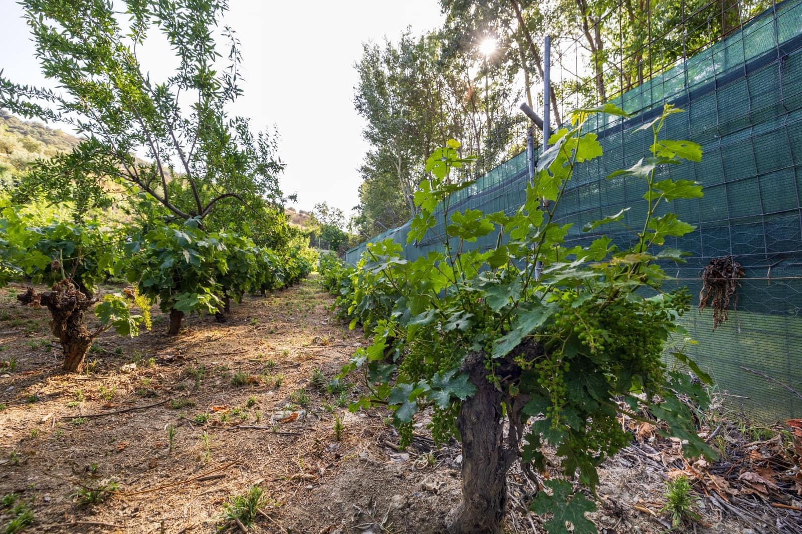 Grond te koop in Pinos Genil - € 138.000 (Ref: 9434240)