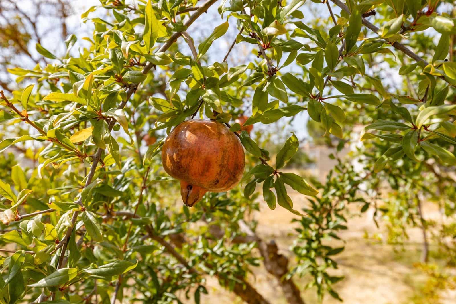 1 bedroom Finca/Country House for sale in Peligros - € 190,000 (Ref: 9434345)