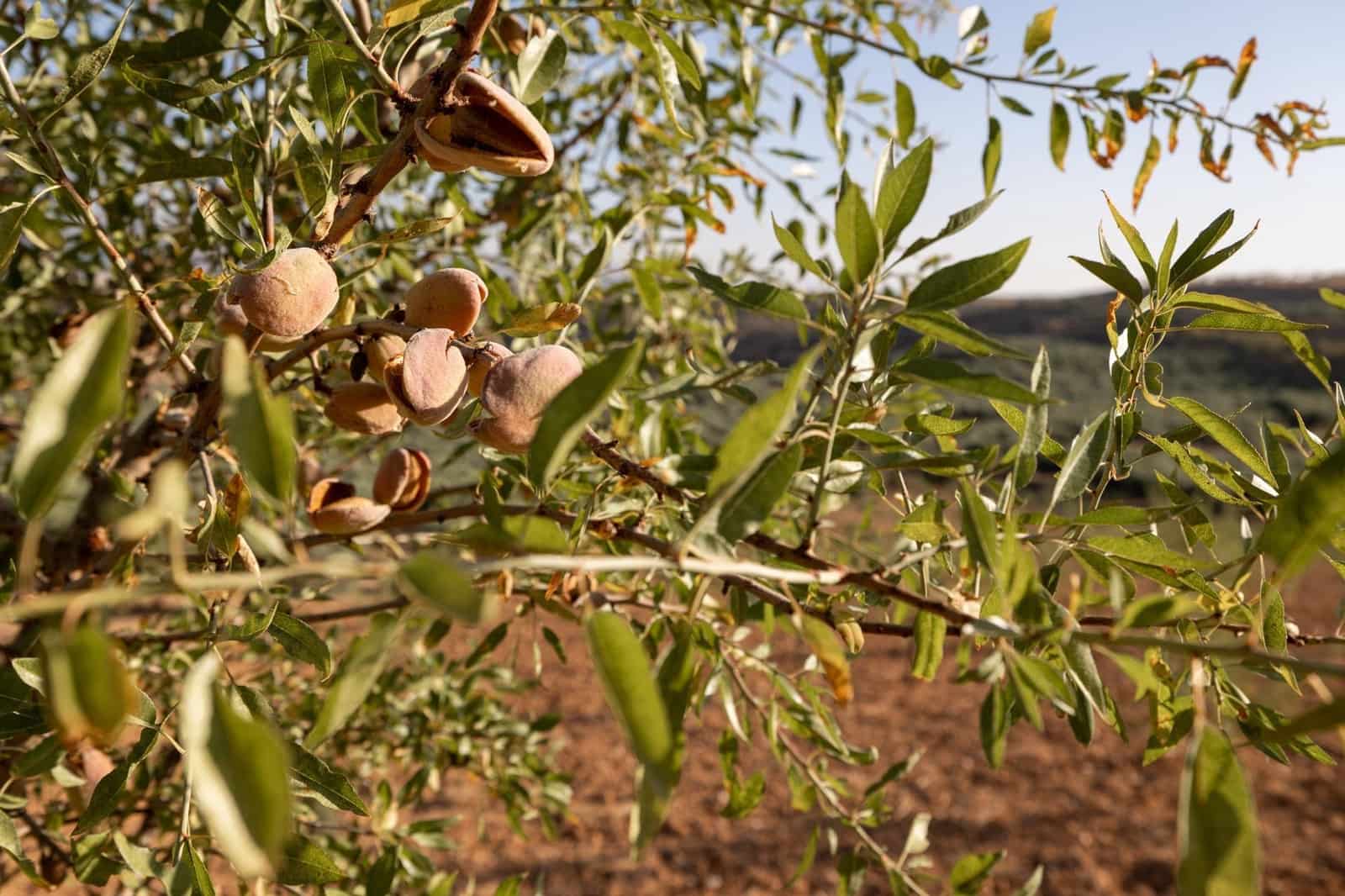 Terreno Não Urbanizado para venda em Cogollos Vega - 29 000 € (Ref: 9434517)