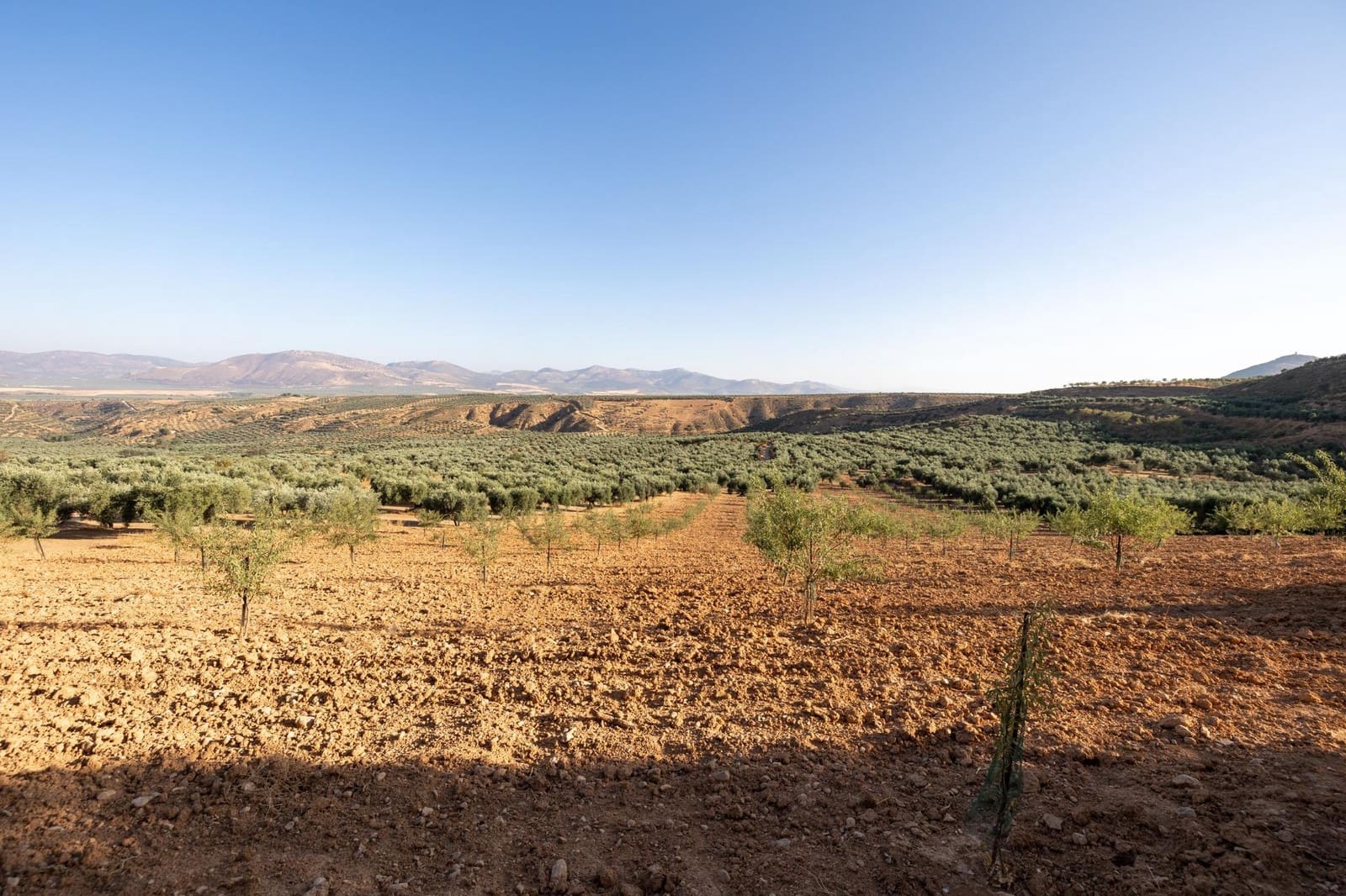 Terreno Não Urbanizado para venda em Cogollos Vega - 29 000 € (Ref: 9434517)