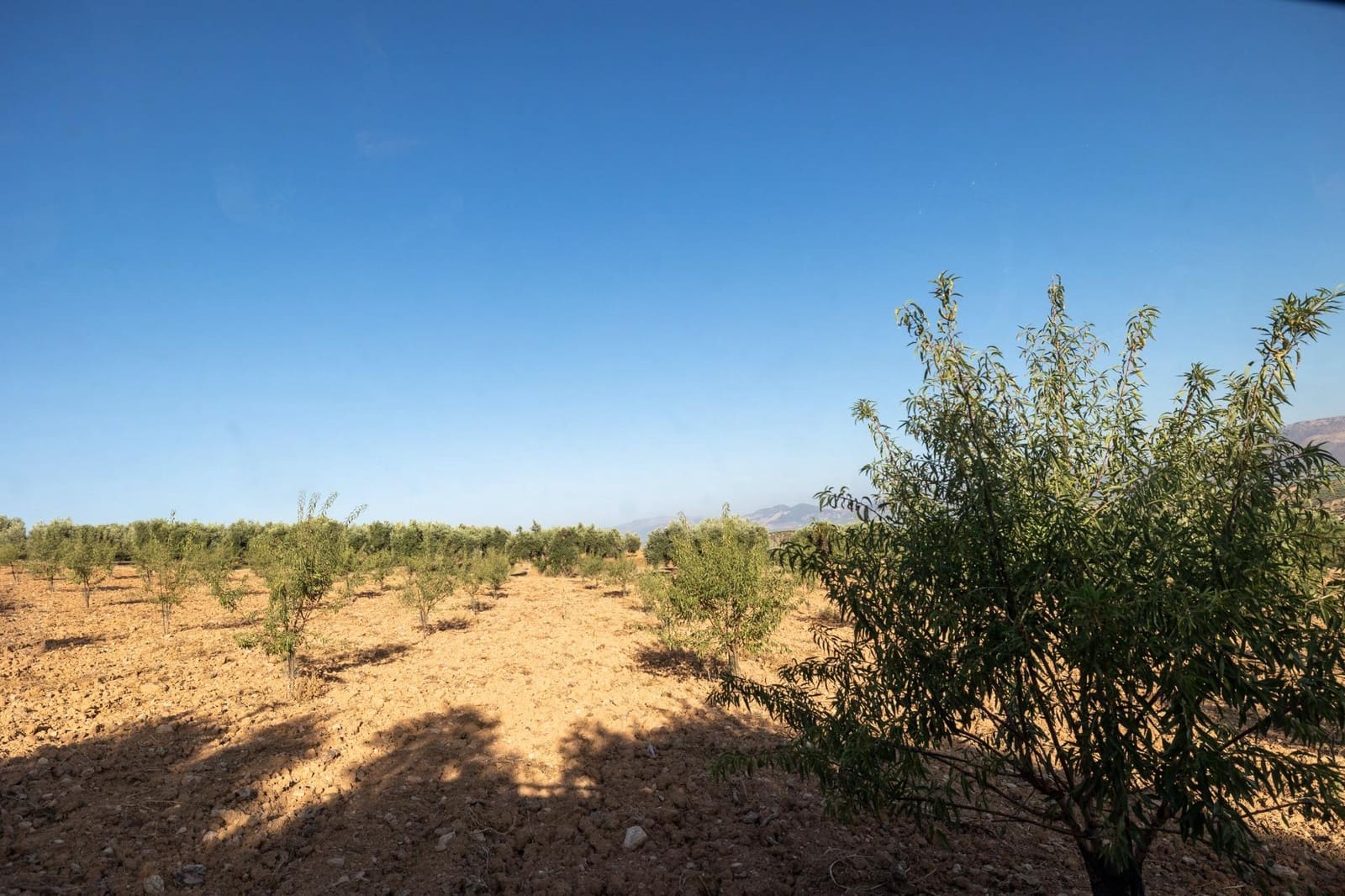 Terreno Não Urbanizado para venda em Cogollos Vega - 29 000 € (Ref: 9434517)