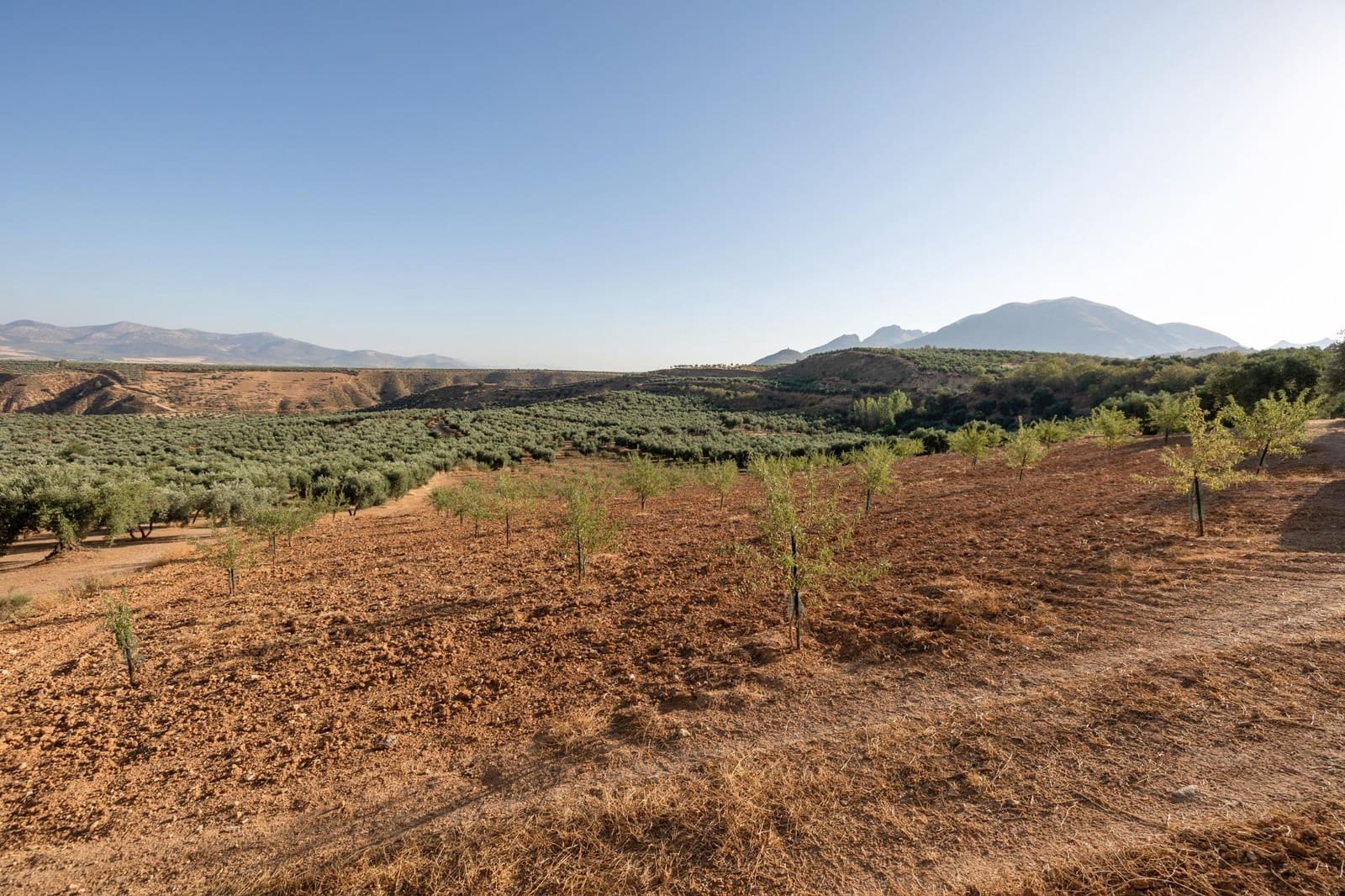 Terreno Não Urbanizado para venda em Cogollos Vega - 29 000 € (Ref: 9434517)