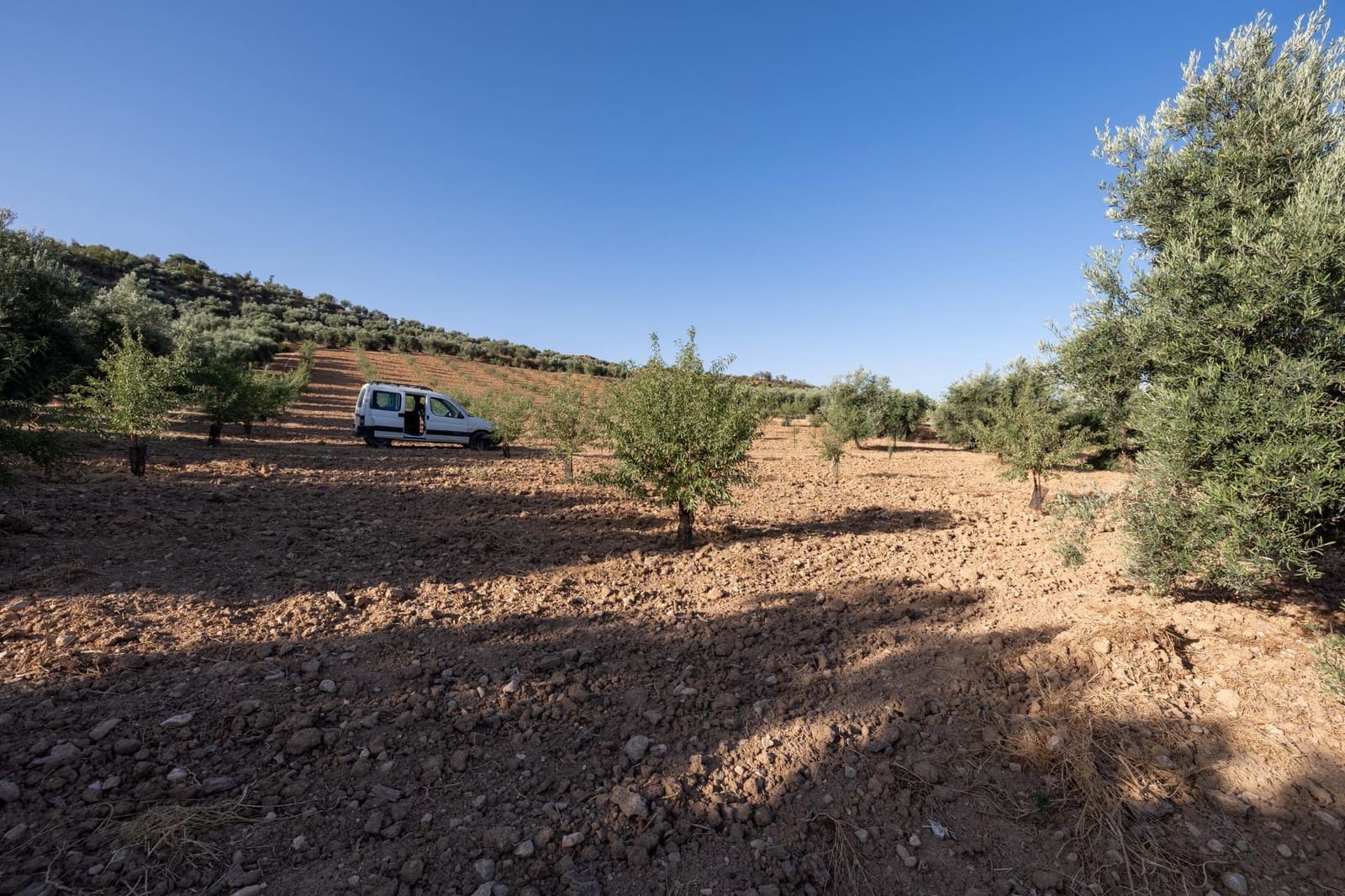 Terreno Não Urbanizado para venda em Cogollos Vega - 29 000 € (Ref: 9434517)