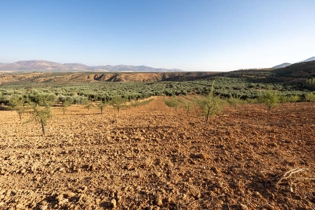 Terreno Não Urbanizado para venda em Cogollos Vega - 29 000 € (Ref: 9434517)