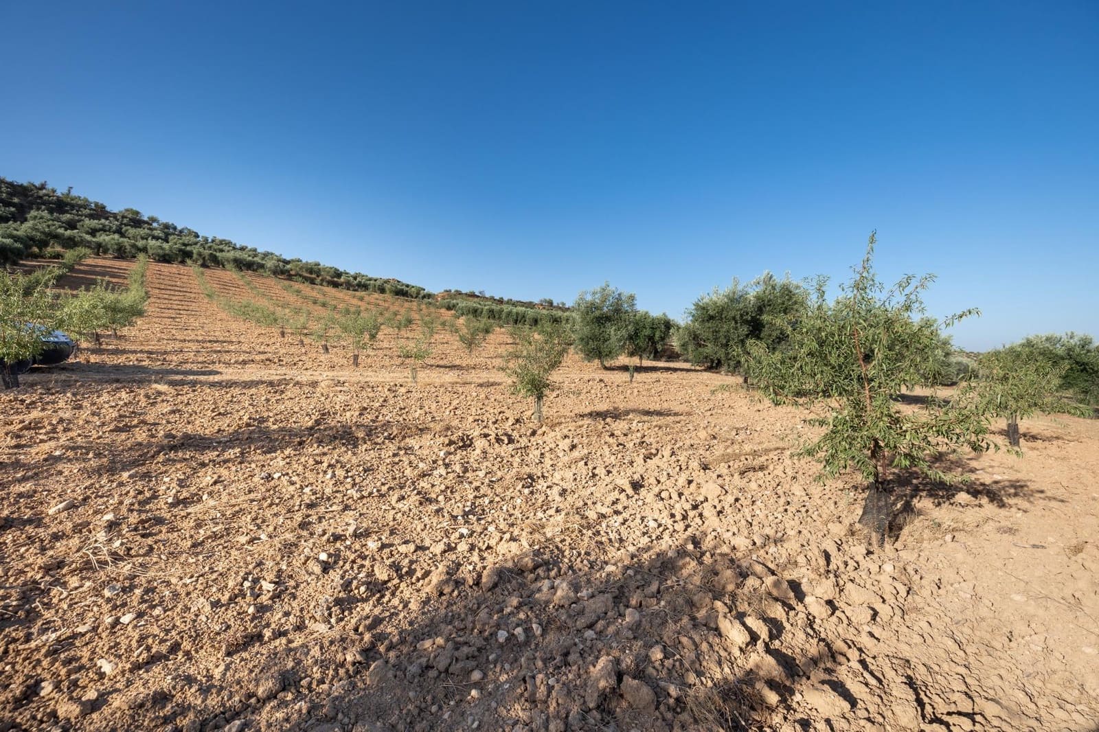 Terreno Não Urbanizado para venda em Cogollos Vega - 29 000 € (Ref: 9434517)