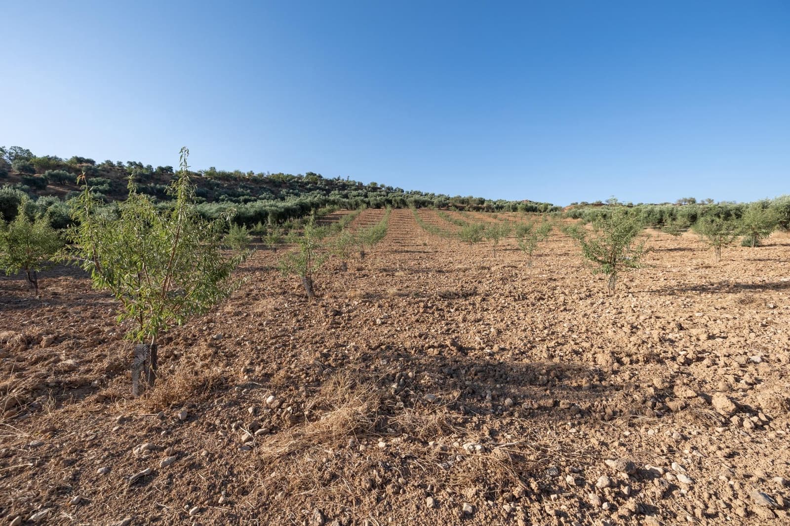 Terreno Não Urbanizado para venda em Cogollos Vega - 29 000 € (Ref: 9434517)