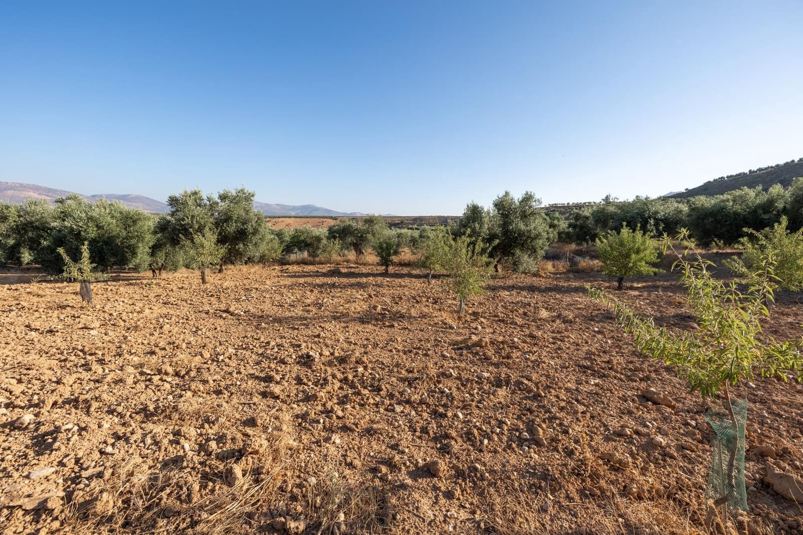 Terreno Não Urbanizado para venda em Cogollos Vega - 29 000 € (Ref: 9434517)