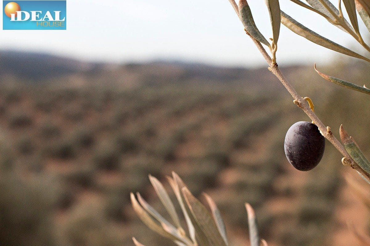 Finca/Country House for sale in Loja - € 2,100,000 (Ref: 9434545)