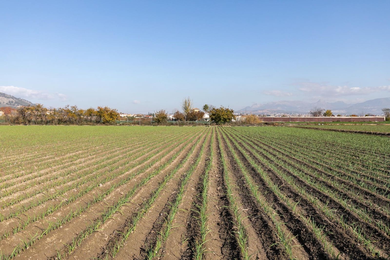 Building Plot for sale in Atarfe - € 100,000 (Ref: 9504218)