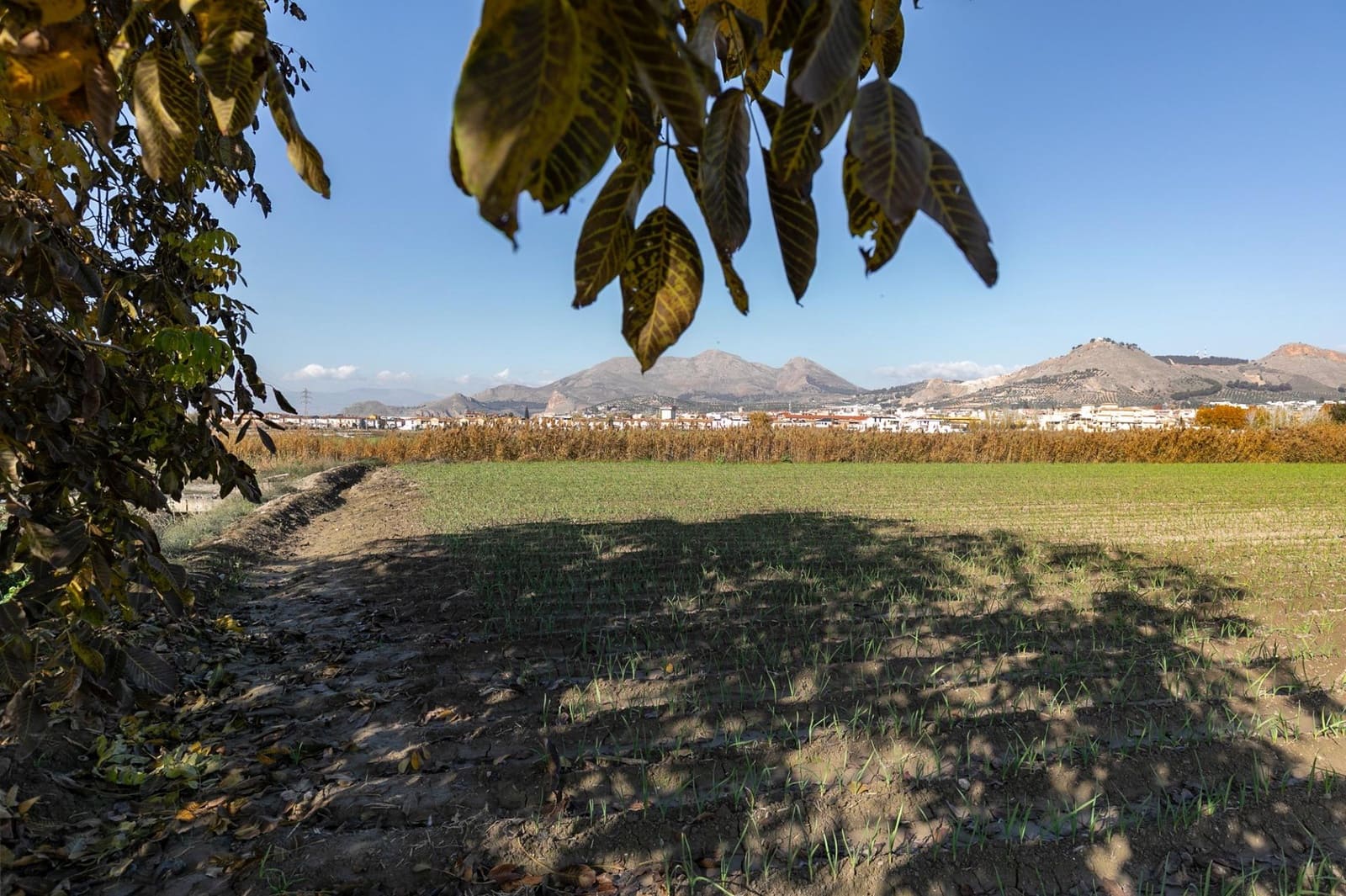 Building Plot for sale in Atarfe - € 100,000 (Ref: 9504218)