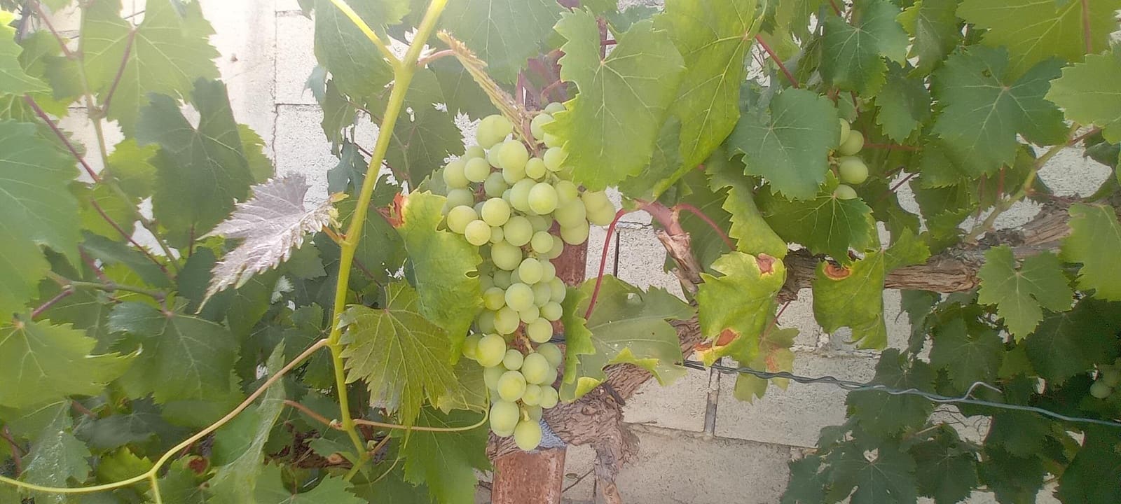4 sypialnia Dom na sprzedaż w San Roque z basenem - 540 000 € (Ref: 10094967)