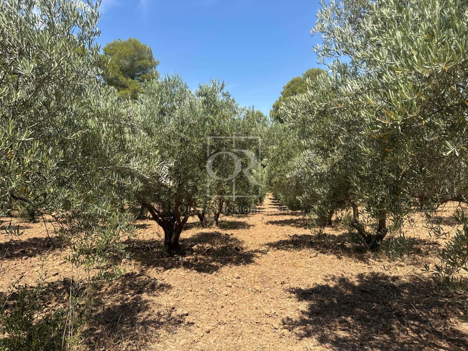 Undeveloped Land for sale in Cehegin - € 225,000 (Ref: 10120786)