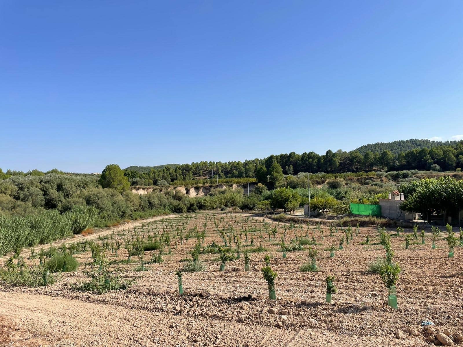 Rakentamaton maa myytävänä paikassa Cehegin - 450 000 € (Ref: 7246965)