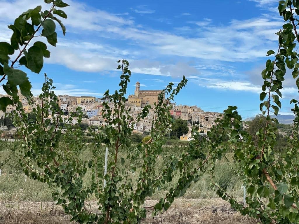 Undeveloped Land for sale in Cehegin - € 210,000 (Ref: 7905290)