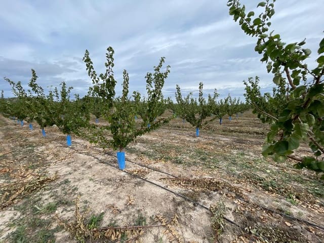 Undeveloped Land for sale in Cehegín - € 210,000 (Ref: 7905290)