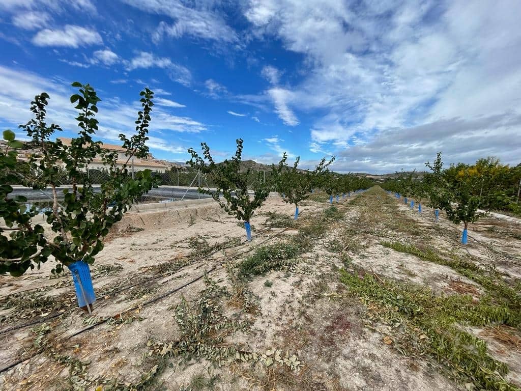 Undeveloped Land for sale in Cehegin - € 210,000 (Ref: 7905290)