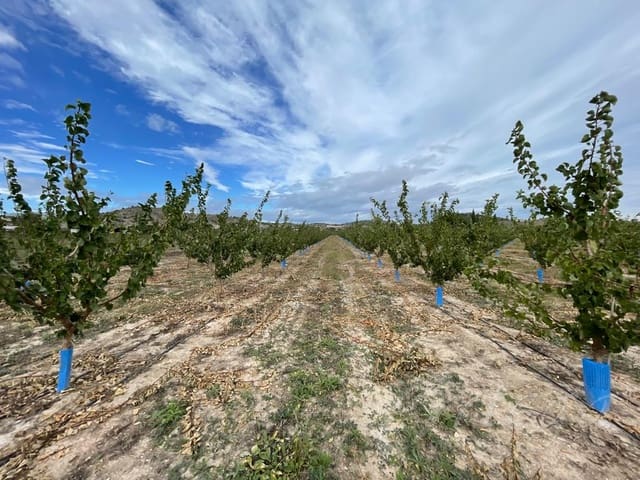 Undeveloped Land for sale in Cehegín - € 210,000 (Ref: 7905290)