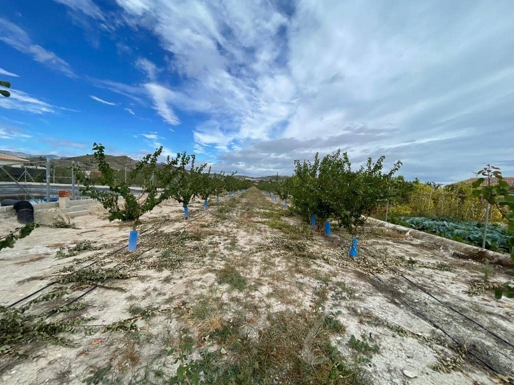 Undeveloped Land for sale in Cehegin - € 210,000 (Ref: 7905290)