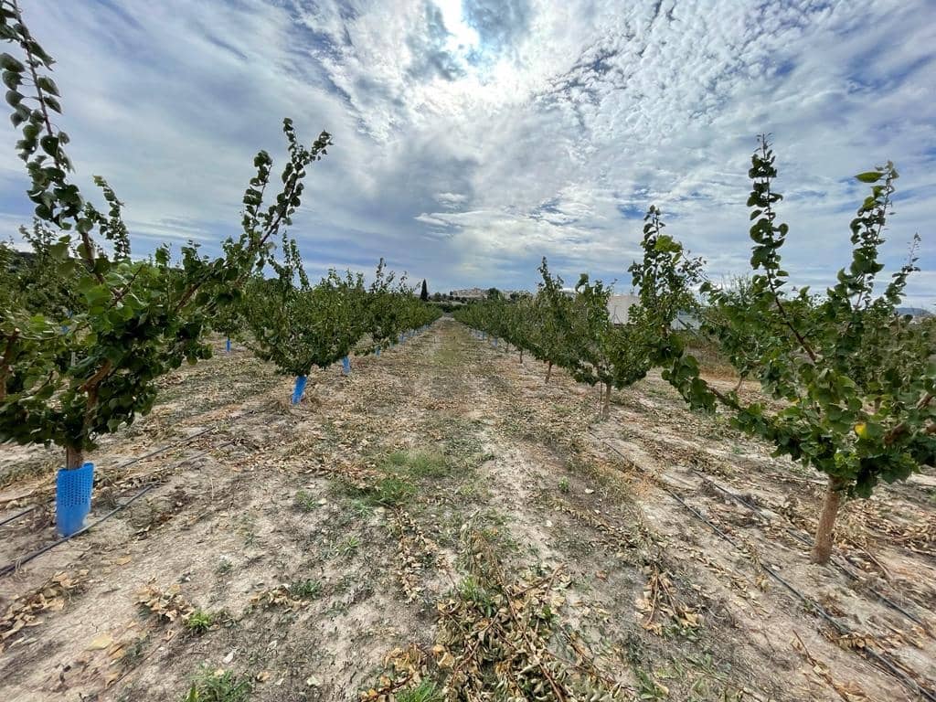 Undeveloped Land for sale in Cehegin - € 210,000 (Ref: 7905290)