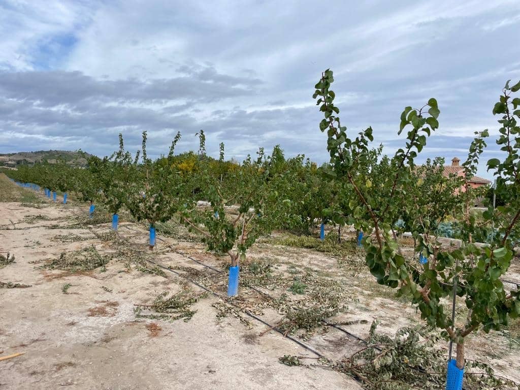 Undeveloped Land for sale in Cehegin - € 210,000 (Ref: 7905290)